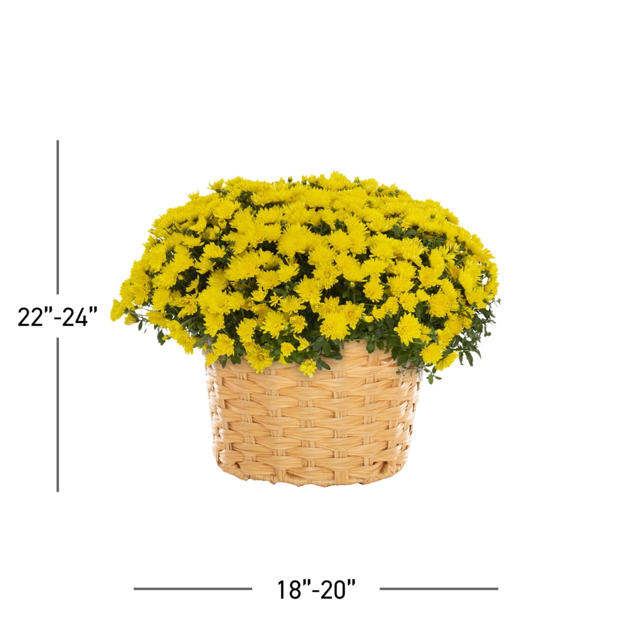 Better Homes & Gardens 2.5G Yellow Garden Mum Live Plant in Woven Bushel Basket