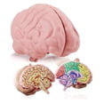 thumbnail image 1 of Modelo de cerebro de espuma, sección transversal de Merhoff y Larkin con figuras, 1 of 7