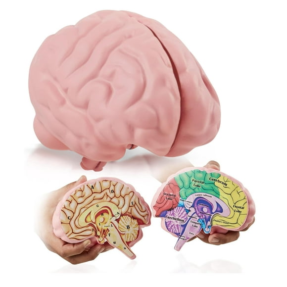 Modelo de cerebro de espuma, sección transversal de Merhoff y Larkin con figuras