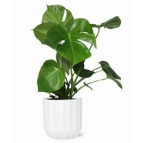 From You Flowers - Lush Monstera Plant for Birthday, Anniversary, Get Well, Congratulations, Thank You, All Occasions