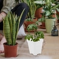 thumbnail image 3 of 20pcs Succulent Plant Flower Pot Plastic Nursery Pots Flower Plant Starter Pots, 3 of 4