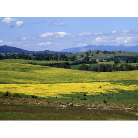 Wide Open Rolling Landscape, High Country, Australia Print Wall Art By Richard (Best Rolling Papers Australia)