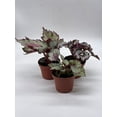 thumbnail image 4 of Harmony's Begonia Rex Assortment, Cold Pastel Winter, 4 inch, Set of 3, Painted-Leaf Begonia, Variegated, 4 of 9