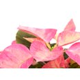 thumbnail image 3 of Pink Mini Poinsettia 2.5" Pot - Live Plant, 3 of 3