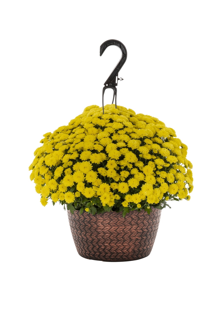 Expert Gardener 1.5G Yellow Mum (1 Count) Live Plant with Decorative Hanging Basket
