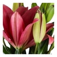 thumbnail image 2 of Bouquet de lilis asiáticas 3 tallos, 2 of 4