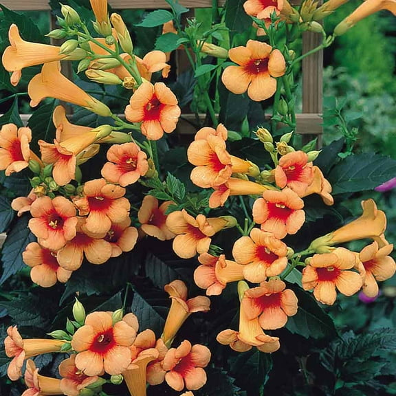 Indian Summer Trumpet Vine Plant - Campsis - 2.5"  Pot