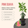 thumbnail image 3 of Pink Guava Live Plant, 9 - 11 Inches Tall, Sweet Tropical Fruit Tree, Guava Tree Live Plant for Edible Garden, 3 of 5