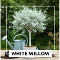 thumbnail image 5 of Live Dwarf White Willow Bonsai Tree - Fast Growing, Indoor/Outdoor Bonsai Material, 5 of 6