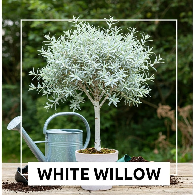 Live Dwarf White Willow Bonsai Tree - Fast Growing, Indoor/Outdoor Bonsai Material