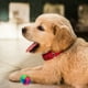 thumbnail image 3 of Pelotas de tenis iluminadas para perros, juguetes interactivos que brillan en la oscuridad, pelota elástica intermitente para saltar para perros pequeños, cachorros y gatos, 3 of 8