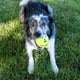 thumbnail image 3 of Pelota Mediana KONG Reflex para Perro, 3 of 4