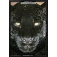 thumbnail image 3 of Black Jaguar, Animals Framed Art Print Wall Art Sold by Art.Com, 3 of 6