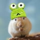 thumbnail image 2 of Gorro de punto para hámster, adorable gorro para mascota pequeña, con correa ajustable, diseño de ranas, conejos y zanahorias, plegable y portátil, de lana suave, ideal para hámsteres y, 2 of 8