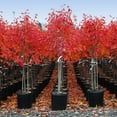 thumbnail image 5 of Brighter Blooms - Autumn Brilliance Serviceberry Tree, 4-5 ft. - No Shipping to AK, AZ, HI, 5 of 5