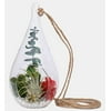 "Festive Air Plant Holiday Gift Ornament 7"""