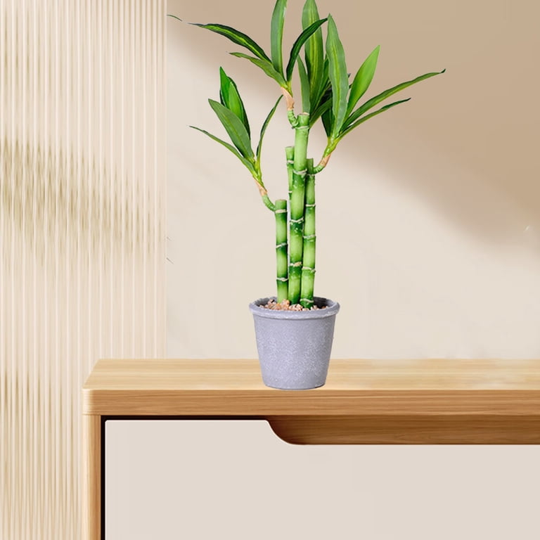 rubber tree photo Large Rubber Tree Std