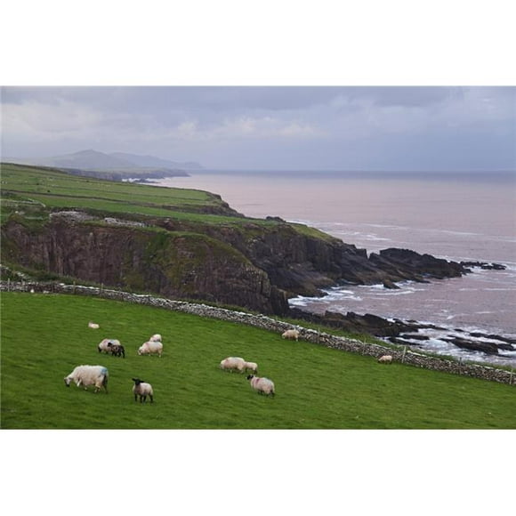Moutons à Parkmore Point Près de Dingle Dingle Peninsula - Comté de Kerry Ireland Poster Print&44; 19 x 12