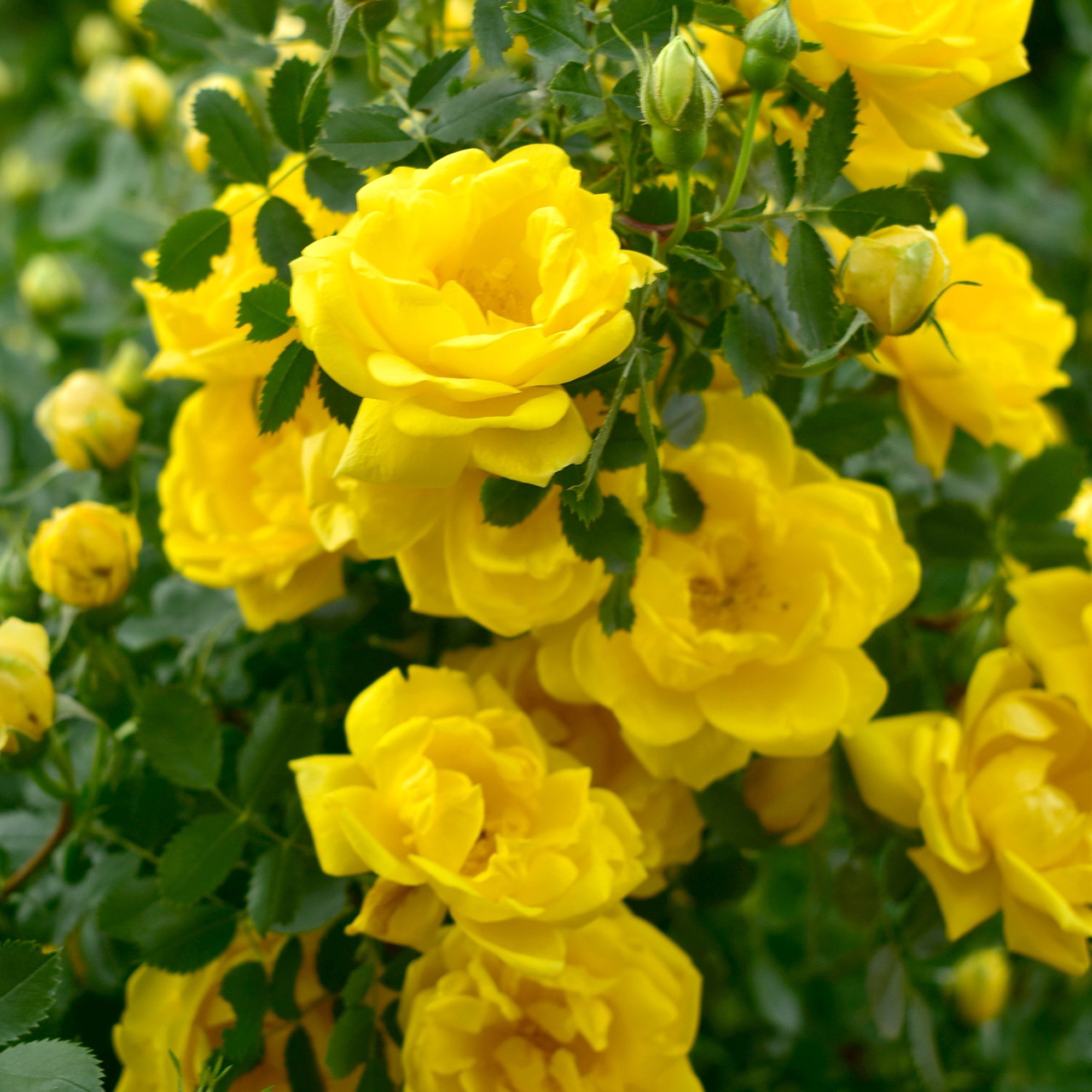 National Plant Network Bare Root Rose Royal Gold with Yellow Flowers (5-pack)