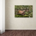 thumbnail image 3 of Trademark Fine Art "Box Turtle" Canvas Art by Jason Shaffer, 3 of 3