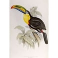 thumbnail image 2 of Family of Toucans Poster Print by John Glover (24 x 36), 2 of 2