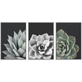 thumbnail image 3 of IDEA4WALL Framed Canvas Print Wall Art Set of 3 Desert Rose Echeveria Succulent Set Nature Plants Photography Modern Art Closeup Relax/Calm for Entryway, Bedroom, Office - 24"x36"x3 White, 3 of 5