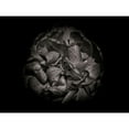 thumbnail image 3 of Carson, Brian 18x15 Black Modern Framed Museum Art Print Titled - Backyard Flowers Black and White 80, 3 of 5