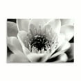 thumbnail image 2 of Gango Home Decor Classic Lotus by Erin Berzel (Printed on Paper); One 36x24in Fine Art Paper Giclee Print, 2 of 4