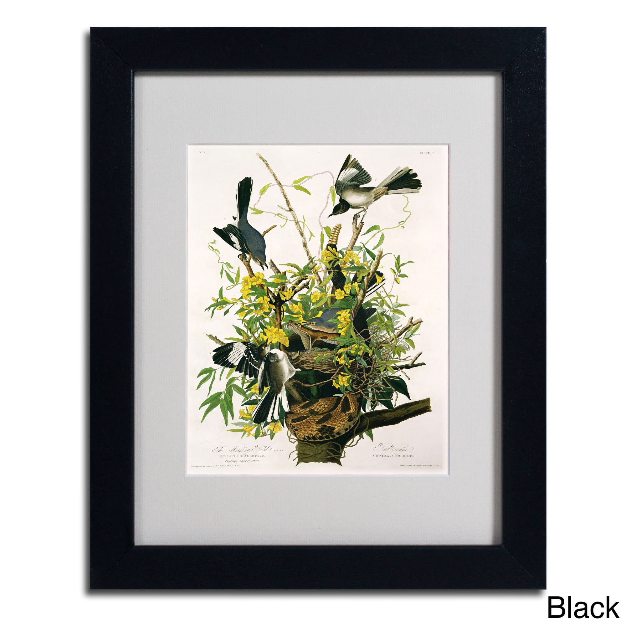 Trademark Fine Art "Mocking Birds and Snake II" Canvas Art by John James Audubon, Wood Frame
