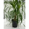 thumbnail image 2 of Indoor Stumpy Palm, Very Large Stump in 6 inch Pot, 2 of 7