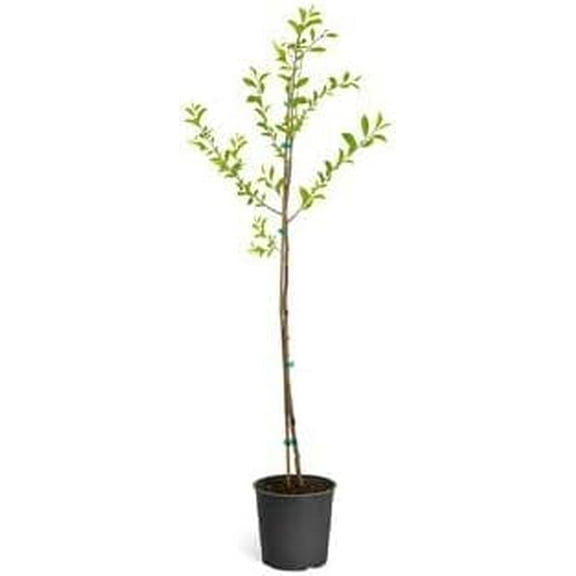 Brighter Blooms - North Star Cherry, 3-4 ft. - No Shipping To AK, AZ, CA, CO, HI, ID, OR, WA