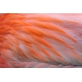 thumbnail image 2 of Jones, Adam 18x13 White Modern Wood Framed Museum Art Print Titled - Pink feather pattern on back of flamingo-Florida, 2 of 4