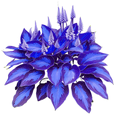 thumbnail image 4 of Hostas Planting-(Non-Artificial)-Ornamental-Fast Growing, Premium Garden Stakes-Home Decoration-Bloom Year After Year-Beautiful Gift Garden-, 4 of 7