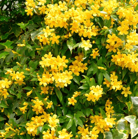 Carolina Jasmine Plant Live for Planting, Yellow Jasmine Climbing Vine Plant for Garden 4 to 6 Inc Tall