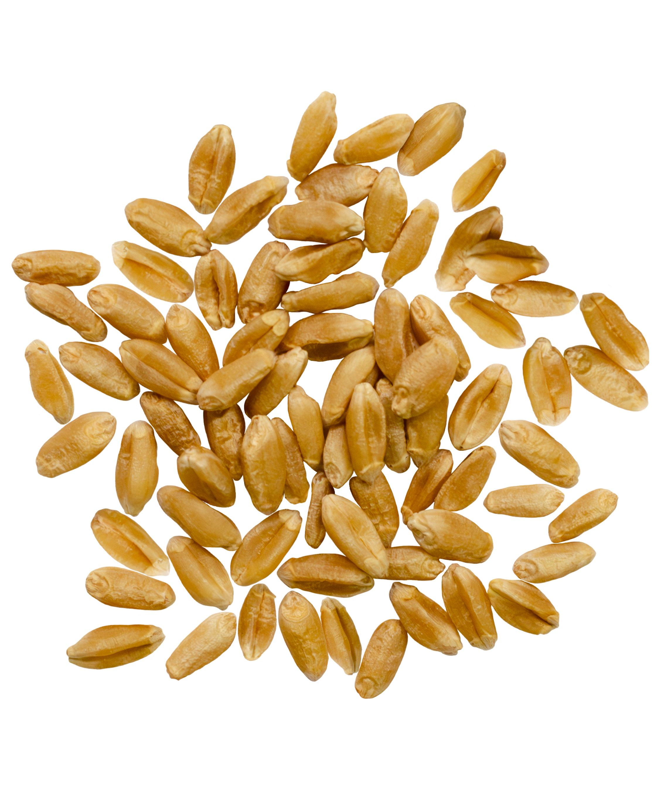 Certified Glyphosate Residue Free Hard Red Spring Wheat Berries | 25 LBS | Emergency Food Storage Bucket | Non-GMO | Grown on Our Family Farm | Bulk