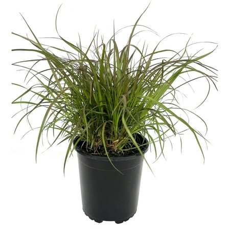 Expert Gardener 2QT Purple Fountain Grass Live Plant Sun