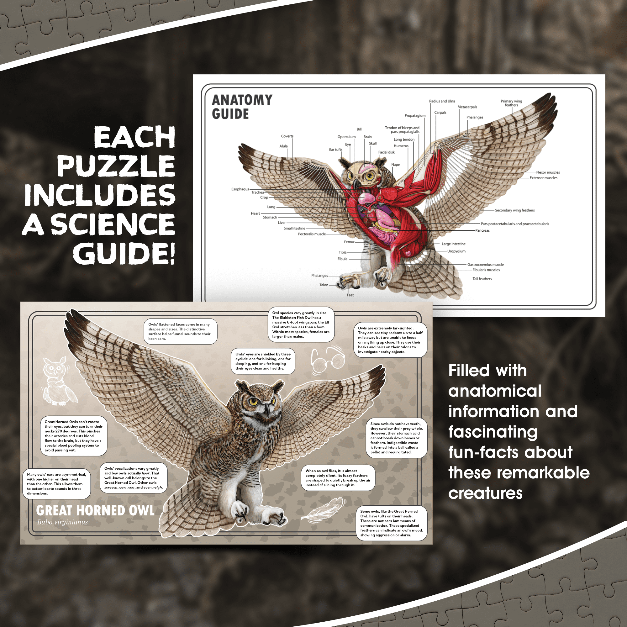 Owl Animal Anatomy Floor Puzzle | 100-Piece Double Sided Jigsaw Puzzle | Large-Sized, Over 3 Feet Scientifically Accurate Illustration