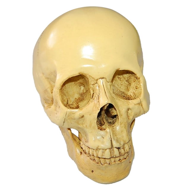 Simulación de Cráneo 1:1 Réplica Modelo de Cabeza Gótico Sunnimix Cabeza de Calavera de Resina