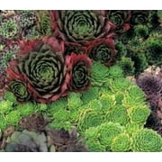 Pt Hens N Chicks