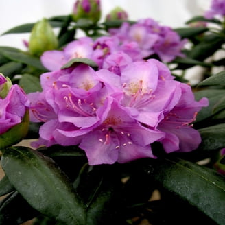 Expert Gardener Rose Creek Abelia (2.5 Qt) Semi-Evergreen