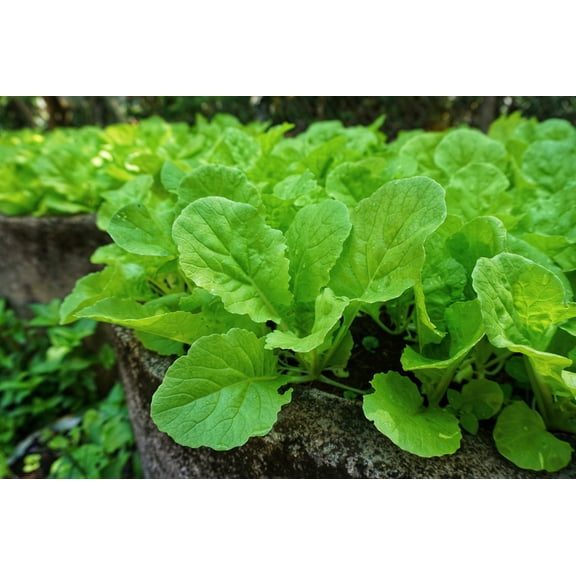 1500 Seeds SEVEN TOP TURNIP For Leaf Greens & Sprouts Brassica Rapa Vegetable Seeds