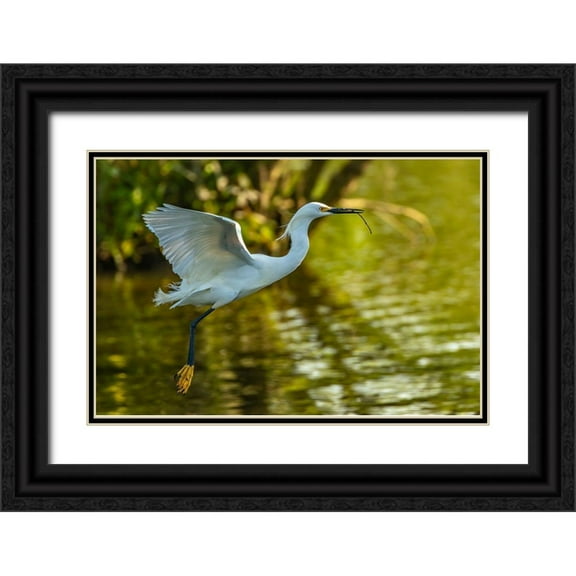 Jaynes Gallery 32x23 Black Ornate Wood Framed with Double Matting Museum Art Print Titled - Louisiana-Jefferson Island Flying snowy egret brings stick to build nest