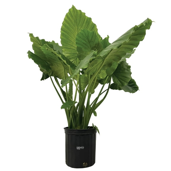 Nature's Way Farms Alocasia California Live Plant 25-30 in. Tall in Grower Pot