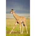 thumbnail image 3 of Parker, Susann 13x18 Black Modern Framed Museum Art Print Titled - First Steps, 3 of 5