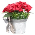 thumbnail image 2 of Red Plastic Hanging Flower Basket for Front Door Decor and Outdoor Deck Decorations 12.5 inches, 2 of 4