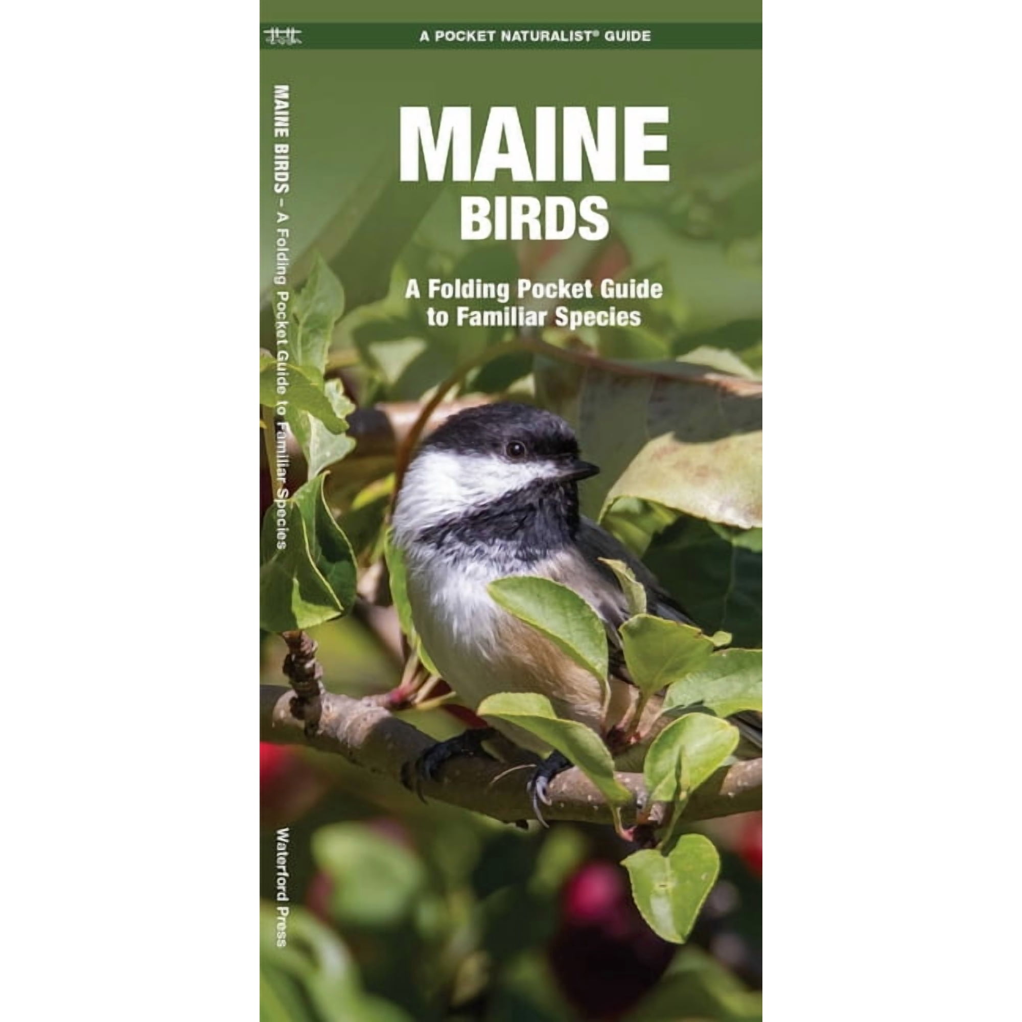 Maine Birds