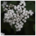 thumbnail image 1 of Everwilde Farms - 1 lb Tall Boneset Native Wildflower Seeds - Gold Vault Bulk Seed Packet, 1 of 3