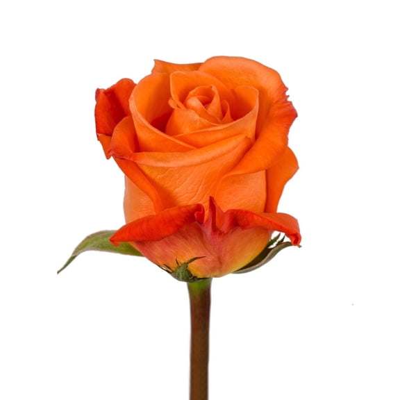 Orange Roses 50 cm - Fresh Cut 100 Stems