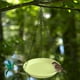 thumbnail image 1 of Comedero y bebedero para pájaros colgante, bandeja para baño de pájaros para jardín, decoración para el hogar Amarillo, 1 of 8