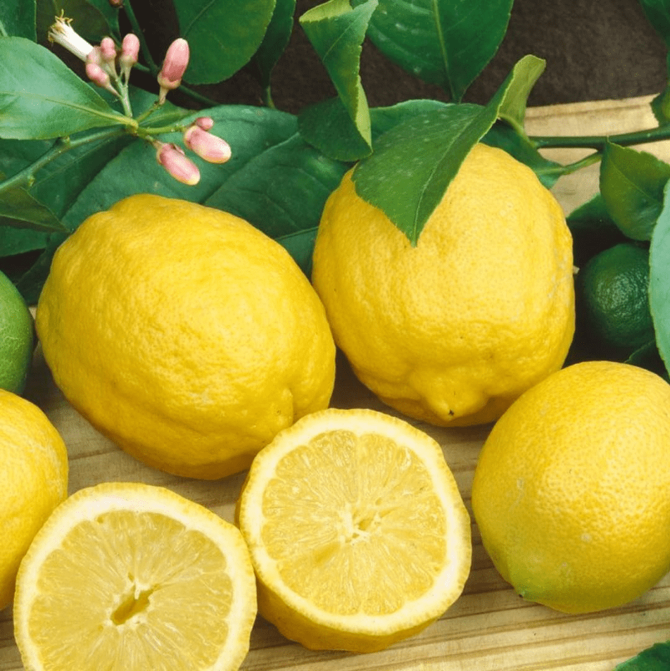 Meyer Lemon Plant Live for Planting, Citrus Plant Fragrant Lemons, Meyer Lemon Bush, 2 to 3 Inch Tall
